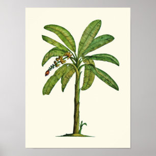 Banana Pen and Ink Poster