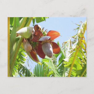 Banana Plant Postcard