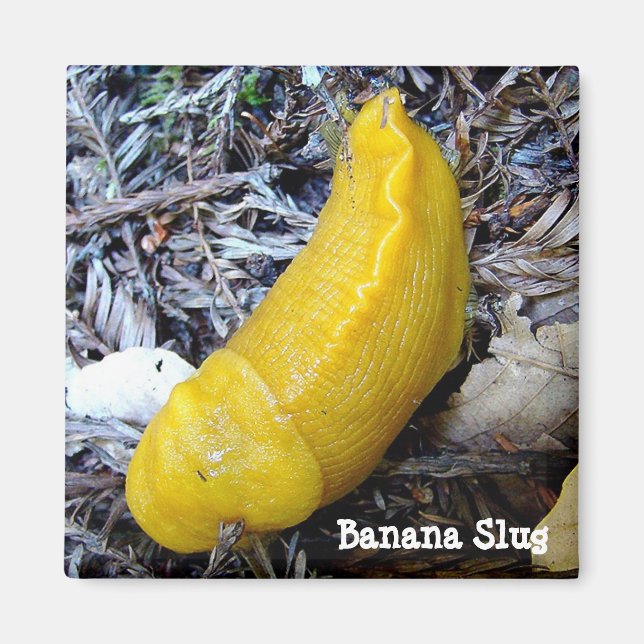 Banana Slug Magnet (Front)