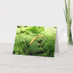 Banana Slug on Ferns I  Card