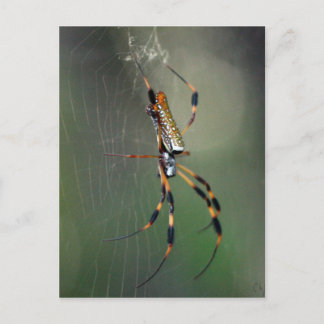 Banana Spider Postcard