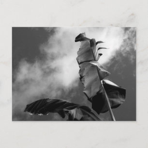Banana Tree Art Photograph Black and White Postcard