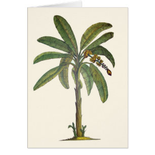 Banana Tree Botanical