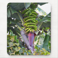 Banana tree in Madeira