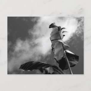 Banana Tree Leaves Black & White Art Photograph Postcard