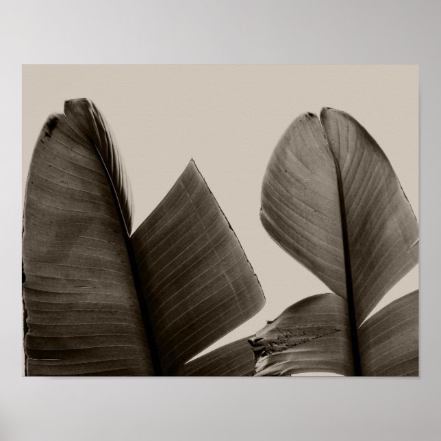 Banana Tree Leaves in Sepia Poster (Front)