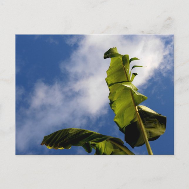 Banana Tree Leaves  Postcard (Front)