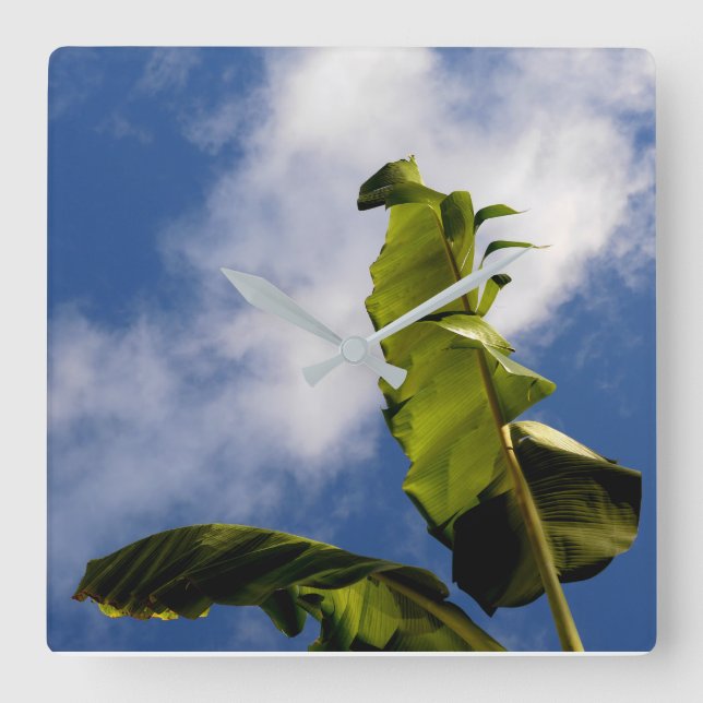 Banana Tree Leaves Square Wall Clock (Front)