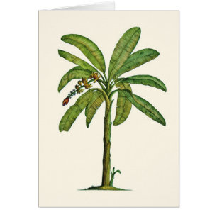 Banana Tree Pen and Ink