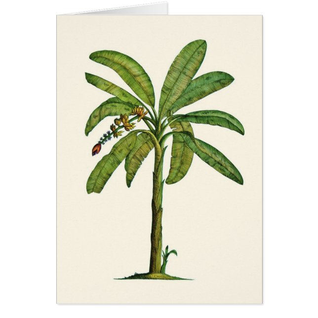 Banana Tree Pen and Ink (Front)