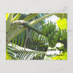 Banana Tree Postcard