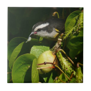 Bananaquit Bird Eating Tropical Photography Ceramic Tile