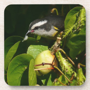 Bananaquit Bird Eating Tropical Photography Coaster