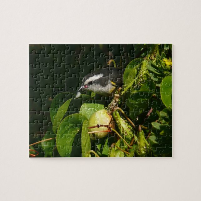 Bananaquit Bird Eating Tropical Photography Jigsaw Puzzle (Horizontal)