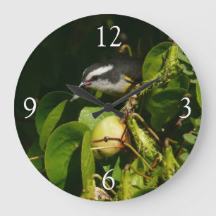 Bananaquit Bird Eating Tropical Photography Large Clock