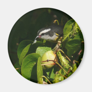 Bananaquit Bird Eating Tropical Photography Magnet