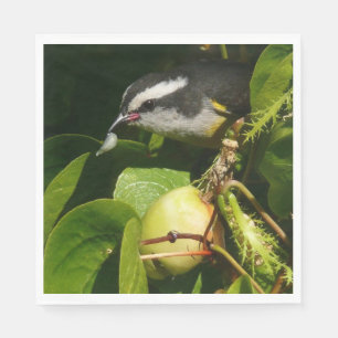 Bananaquit Bird Eating Tropical Photography Napkin