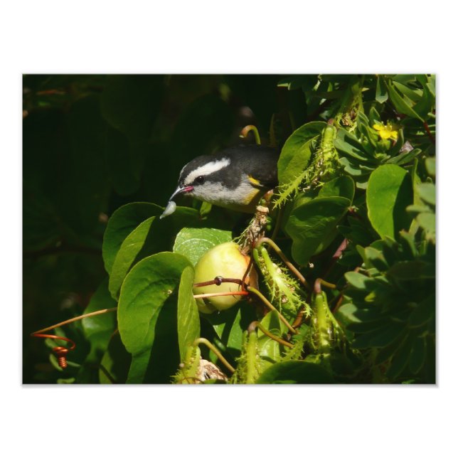 Bananaquit Bird Eating Tropical Photography Photo Print (Front)