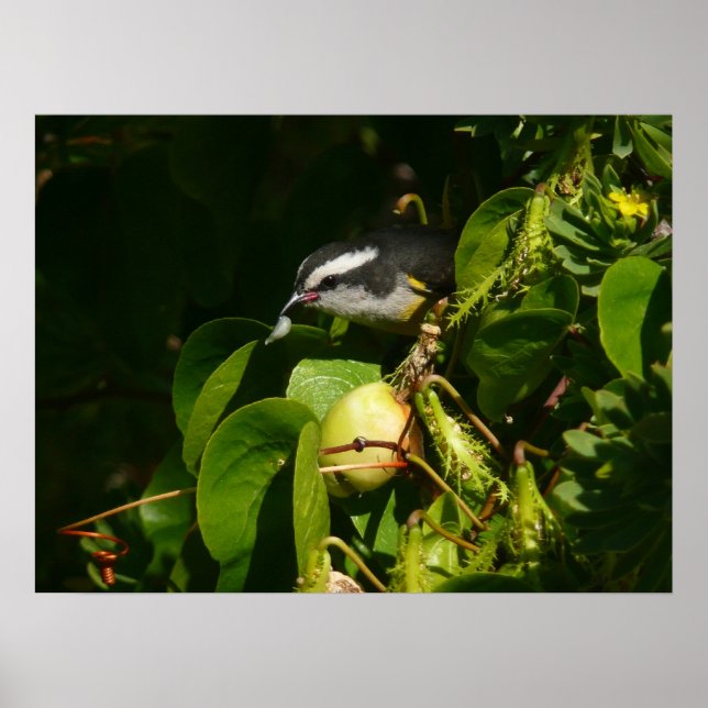 Bananaquit Bird Eating Tropical Photography Poster (Front)