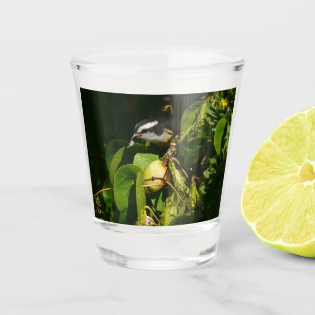 Bananaquit Bird Eating Tropical Photography Shot Glass (Front)