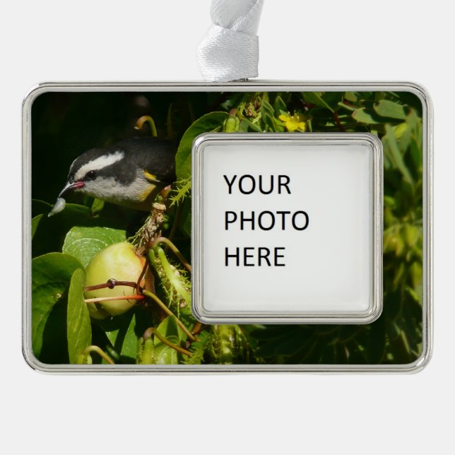 Bananaquit Bird Eating Tropical Photography Silver Plated Framed Ornament (Front)