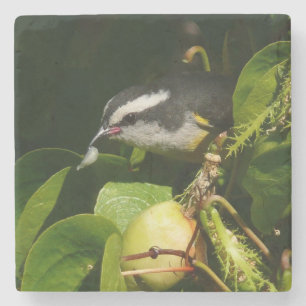 Bananaquit Bird Eating Tropical Photography Stone Coaster