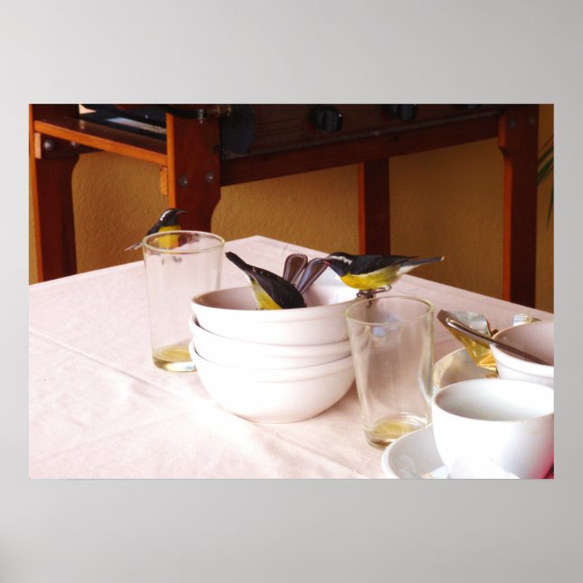 Bananaquit birds Coreba Falveola Poster (Front)