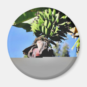 Bananas Fruit Magnet