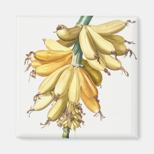 Bananas Magnet (Front)