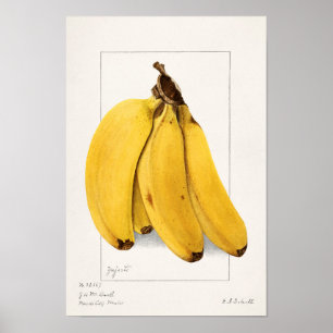 Bananas (Musa) (1904) by Ellen Isham Schutt Poster
