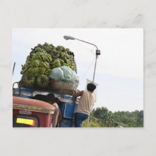 Bananas Postcard