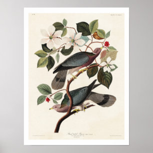 Band-tailed Pigeon by Audubon Poster