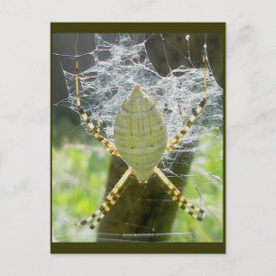 Banded Argiope Spider Dorsal View Postcard
