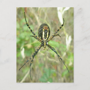 Banded Argiope - Underside Spider Postcard