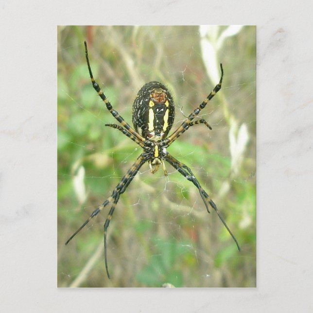 Banded Argiope - Underside Spider Postcard (Front)