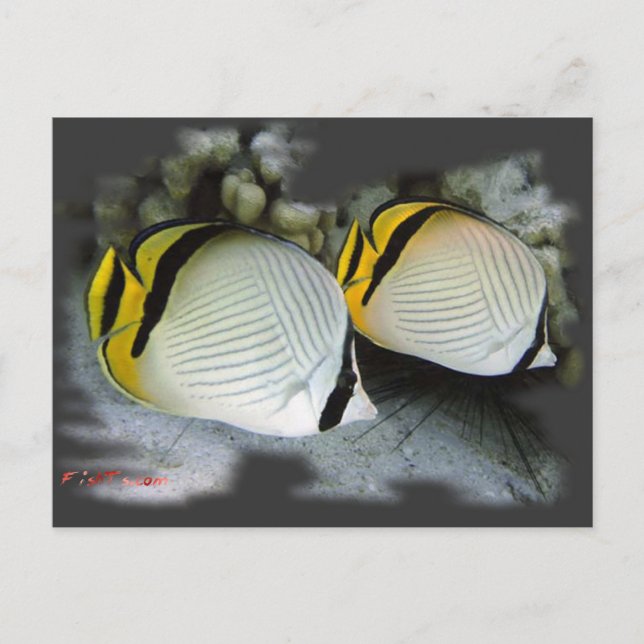 Banded Butterflyfish Life Partners Postcard (Front)