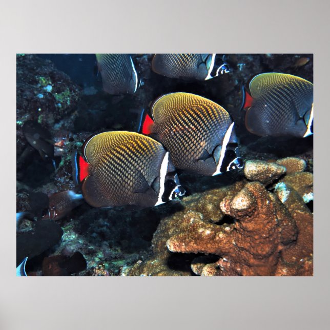 Banded Butterflyfish Poster (Front)