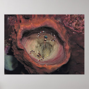 Banded Cleaner Shrimp Pair Poster