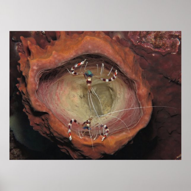 Banded Cleaner Shrimps Poster (Front)