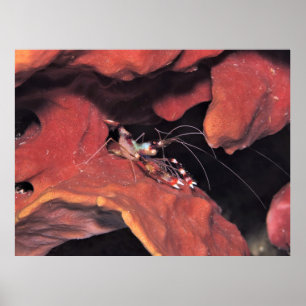 Banded Coral Shrimp with Eggs Poster