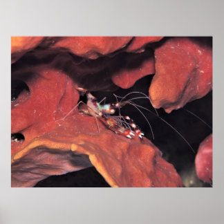 Banded Coral Shrimp with Eggs Poster