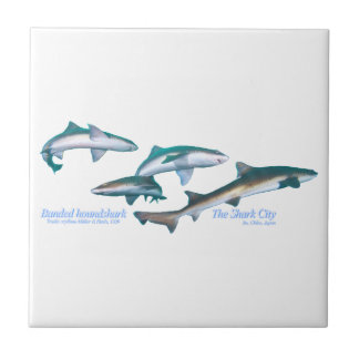 Banded houndsharks ceramic tile