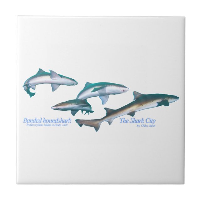 Banded houndsharks ceramic tile (Front)