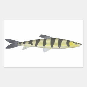 Banded Leporinus Rectangular Sticker