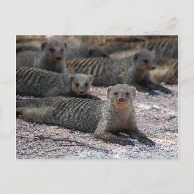Banded mongoose postcard (Front)