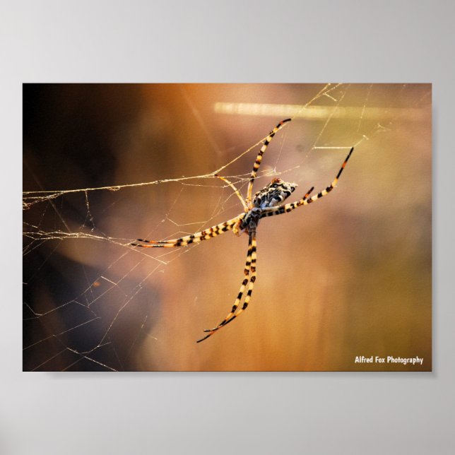 Banded Orbweaver Spider Poster (Front)