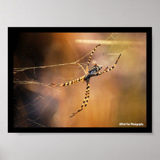 Banded Orbweaver Spider Poster