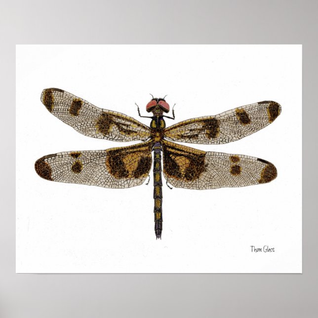 Banded Pennant Dragonfly Art Poster (Front)