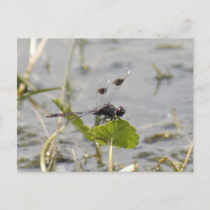 Banded Pennant Dragonfly Postcard