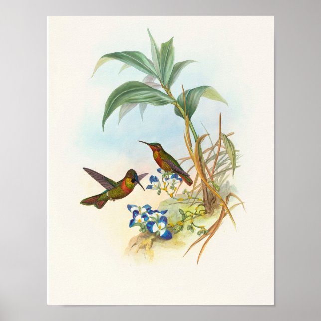 Banded Ruby by John Gould Print (Front)